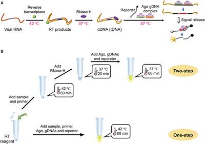 Mesophilic Argonaute-based isothermal detection of SARS-CoV-2